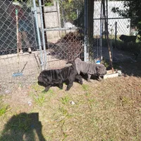 sky, a female Chinese Shar-Pei for sale in Florida, FL – Photo 2 of 7