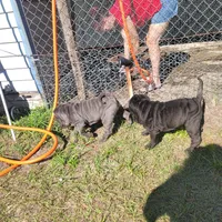 sky, a female Chinese Shar-Pei for sale in Florida, FL – Photo 7 of 7