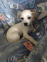 Butterball, a male Chiweenie for sale in Clifton, CO – Photo 2 of 6