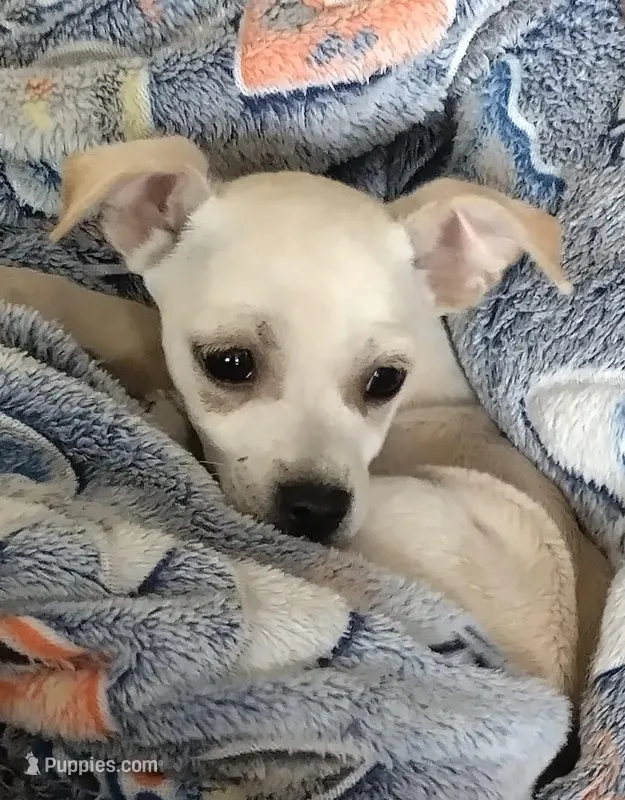 Butterball, a male Chiweenie for sale in Clifton, CO – Photo 1 of 6