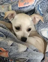 Butterball, a male Chiweenie for sale in Clifton, CO – Photo 1 of 6
