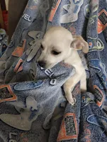 Butterball, a male Chiweenie for sale in Clifton, CO – Photo 6 of 6