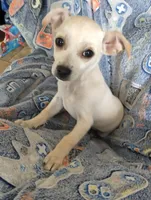 Butterball, a male Chiweenie for sale in Clifton, CO – Photo 4 of 6