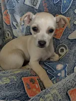 Butterball, a male Chiweenie for sale in Clifton, CO – Photo 3 of 6