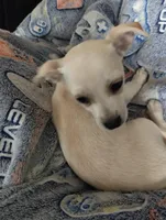 Butterball, a male Chiweenie for sale in Clifton, CO – Photo 5 of 6