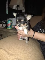 Coco, a female Chihuahua for sale in Rocky Mount, VA – Photo 2 of 2