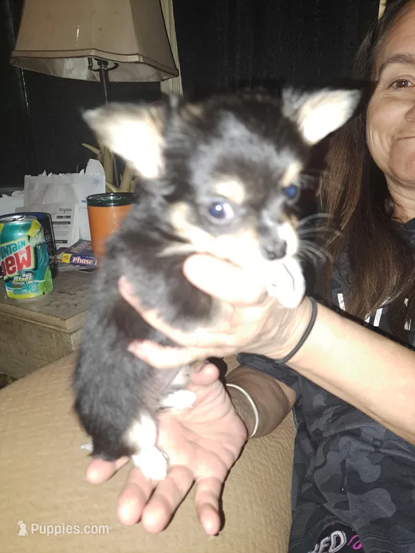Coco – Chihuahua puppy on hold in Rocky Mount, VA