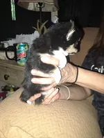 Rico, a male Chihuahua for sale in Rocky Mount, VA – Photo 2 of 2