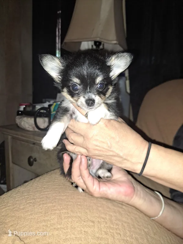 Rico – Chihuahua puppy for sale in Rocky Mount, VA