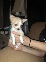 Snow, a female Chihuahua for sale in Rocky Mount, VA – Photo 2 of 2