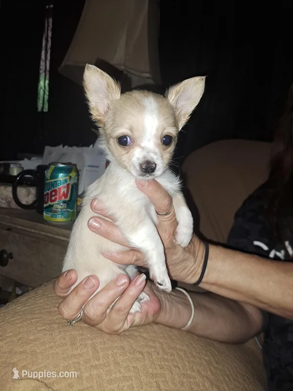 Snow – Chihuahua puppy on hold in Rocky Mount, VA