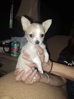 Snow, a female Chihuahua for sale in Rocky Mount, VA – Photo 1 of 2