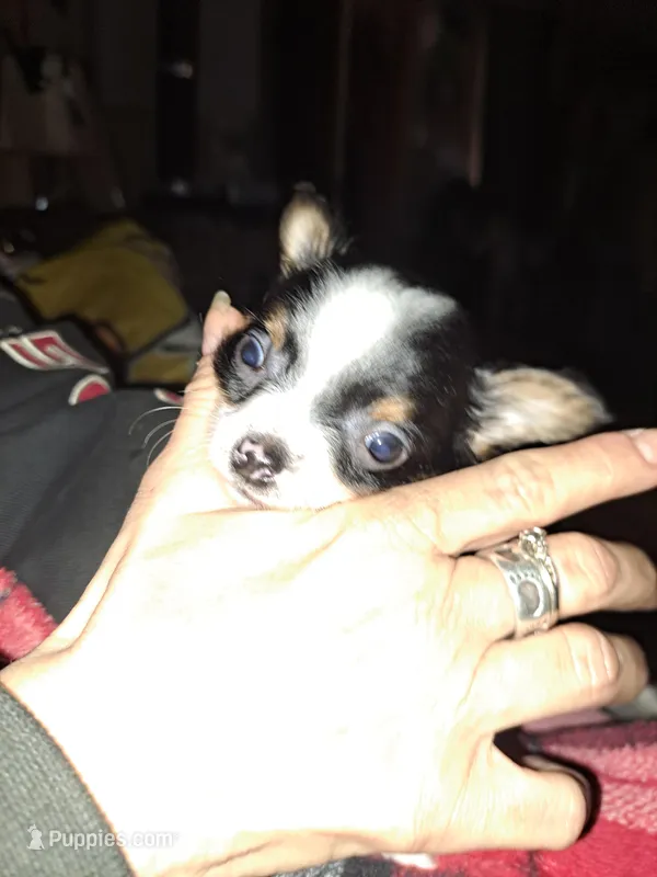 Stormy – Chihuahua puppy for sale in Rocky Mount, VA