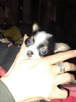 Stormy, a male Chihuahua for sale in Rocky Mount, VA – Photo 2 of 5