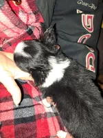 Stormy, a male Chihuahua for sale in Rocky Mount, VA – Photo 5 of 5