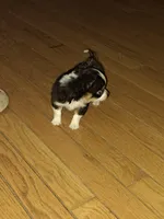 Stormy, a male Chihuahua for sale in Rocky Mount, VA – Photo 3 of 5