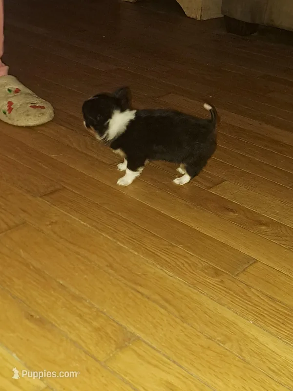 Stormy, a male Chihuahua for sale in Rocky Mount, VA – Photo 1 of 5