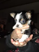 Stormy, a male Chihuahua for sale in Rocky Mount, VA – Photo 4 of 5