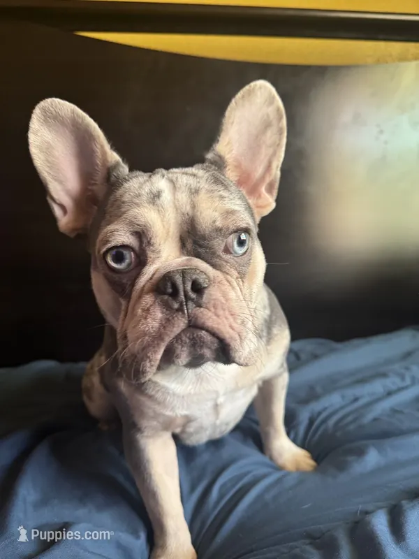Cookie – French Bulldog puppy for sale in Palmdale, CA