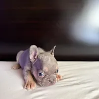 Star, a female French Bulldog for sale in Palmdale, CA – Photo 7 of 10