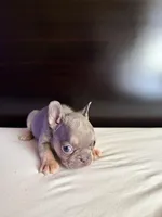 Star, a female French Bulldog for sale in Palmdale, CA – Photo 7 of 10