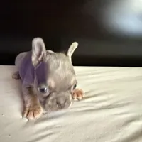 Star, a female French Bulldog for sale in Palmdale, CA – Photo 5 of 10