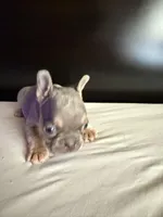 Star, a female French Bulldog for sale in Palmdale, CA – Photo 5 of 10