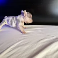 Star, a female French Bulldog for sale in Palmdale, CA – Photo 6 of 10