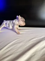 Star, a female French Bulldog for sale in Palmdale, CA – Photo 6 of 10