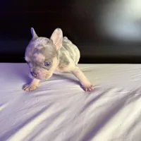 Star, a female French Bulldog for sale in Palmdale, CA – Photo 3 of 10