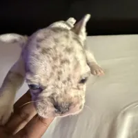 Star, a female French Bulldog for sale in Palmdale, CA – Photo 9 of 10