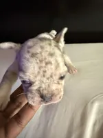 Star, a female French Bulldog for sale in Palmdale, CA – Photo 9 of 10