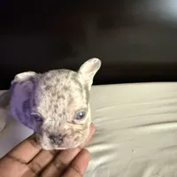 Star, a female French Bulldog for sale in Palmdale, CA – Photo 10 of 10