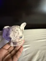 Star, a female French Bulldog for sale in Palmdale, CA – Photo 10 of 10