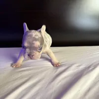 Star, a female French Bulldog for sale in Palmdale, CA – Photo 4 of 10