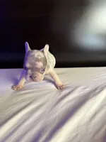 Star, a female French Bulldog for sale in Palmdale, CA – Photo 4 of 10