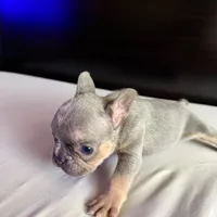 Star, a female French Bulldog for sale in Palmdale, CA – Photo 8 of 10