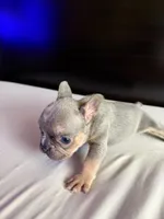 Star, a female French Bulldog for sale in Palmdale, CA – Photo 8 of 10