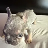 Star, a female French Bulldog for sale in Palmdale, CA – Photo 2 of 10