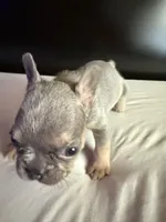 Star, a female French Bulldog for sale in Palmdale, CA – Photo 2 of 10