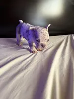 Star, a female French Bulldog for sale in Palmdale, CA – Photo 1 of 10