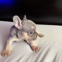 Bella, a female French Bulldog for sale in Palmdale, CA – Photo 8 of 10