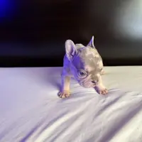 Bella, a female French Bulldog for sale in Palmdale, CA – Photo 10 of 10