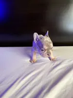 Bella, a female French Bulldog for sale in Palmdale, CA – Photo 10 of 10