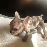 Bella, a female French Bulldog for sale in Palmdale, CA – Photo 3 of 10