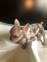 Bella, a female French Bulldog for sale in Palmdale, CA – Photo 3 of 10