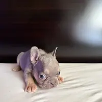 Bella, a female French Bulldog for sale in Palmdale, CA – Photo 4 of 10