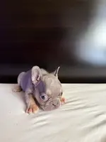 Bella, a female French Bulldog for sale in Palmdale, CA – Photo 4 of 10