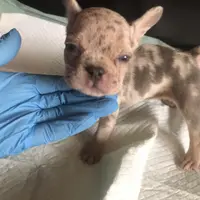 Bella, a female French Bulldog for sale in Palmdale, CA – Photo 9 of 10