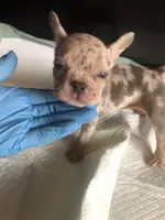 Bella, a female French Bulldog for sale in Palmdale, CA – Photo 9 of 10